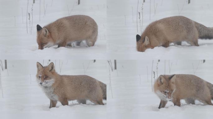 猎狐在雪地行走宠物橙色长白山