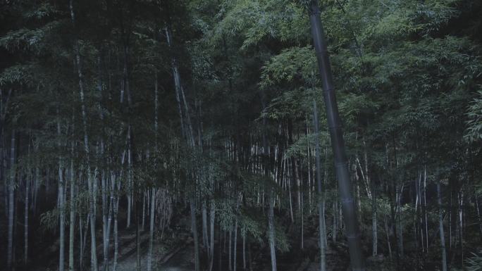 绿色竹林夜景航拍空镜（B）4K灰度无调色