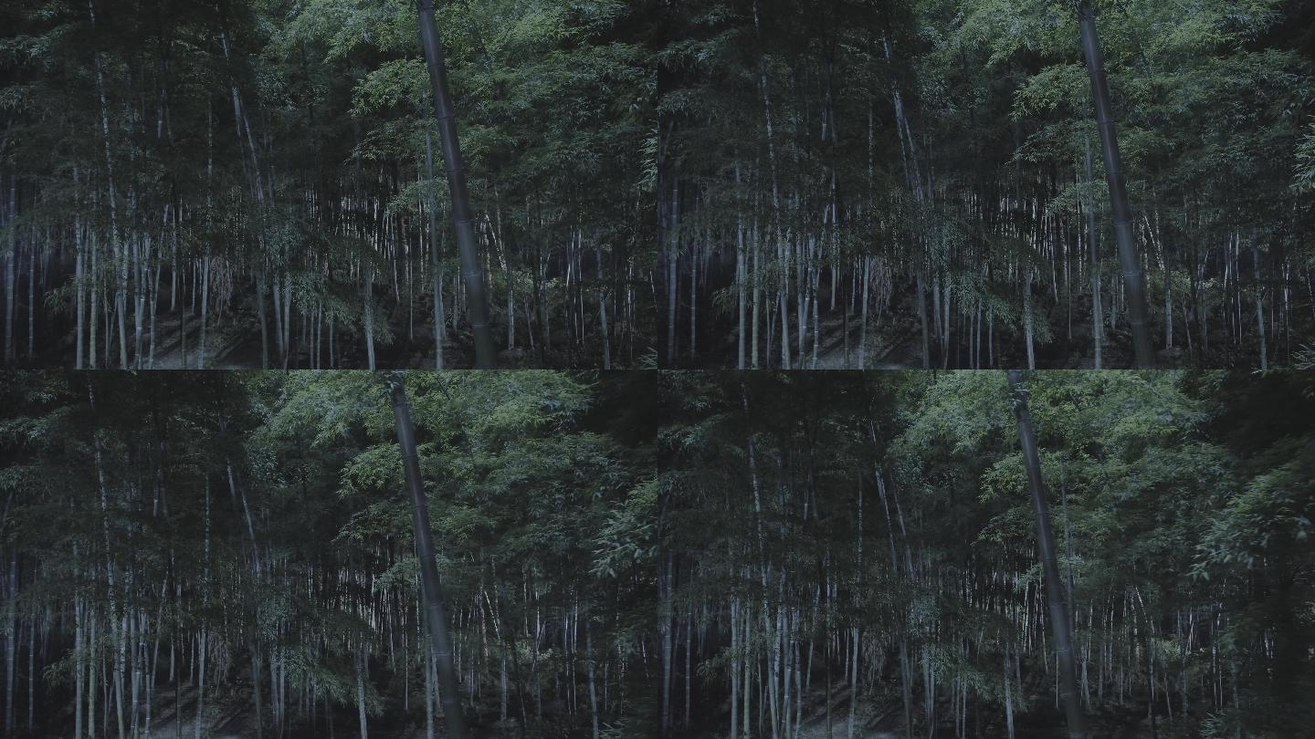 绿色竹林夜景航拍空镜（B）4K灰度无调色