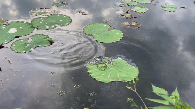 池塘青蛙