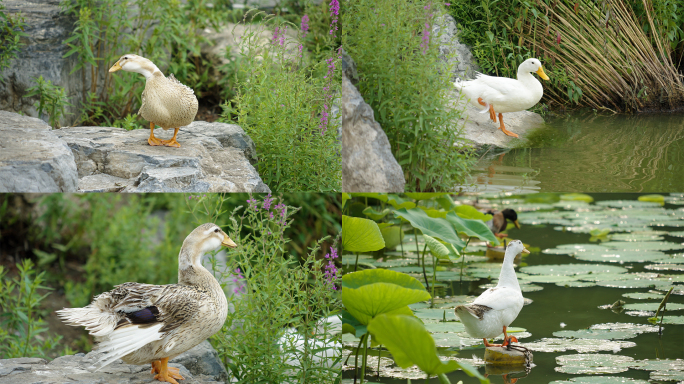 【4K】池塘里的野鸭子-升格
