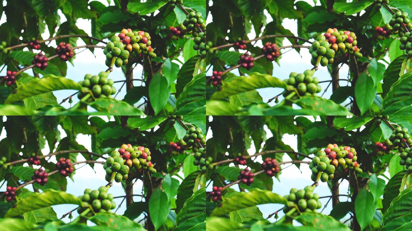 咖啡种植园