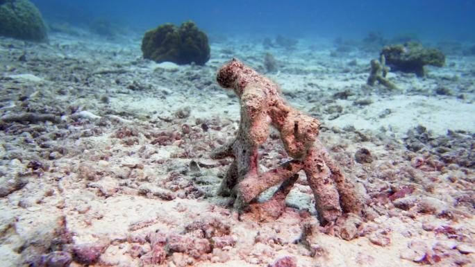 气候变化导致珊瑚白化的死珊瑚礁