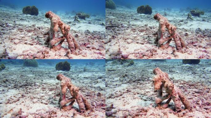 气候变化导致珊瑚白化的死珊瑚礁