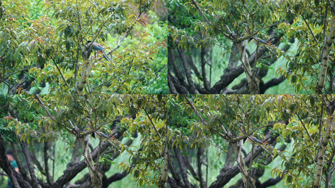 【4K】树枝上的灰喜鹊-升格