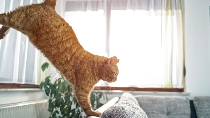橘猫跳到沙发上