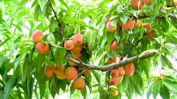 桃树水蜜桃水果