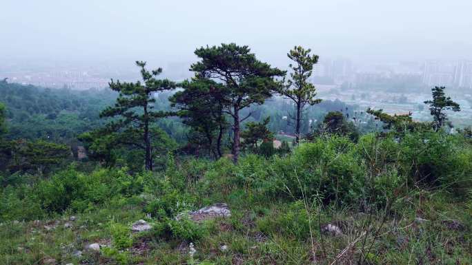 山林松林山间小路松树