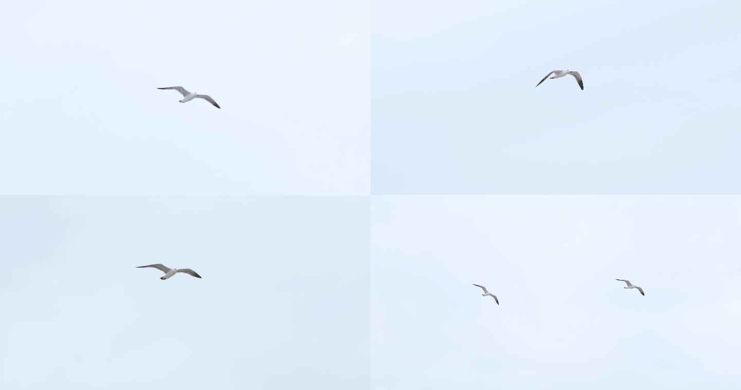 鸟-海鸥4k