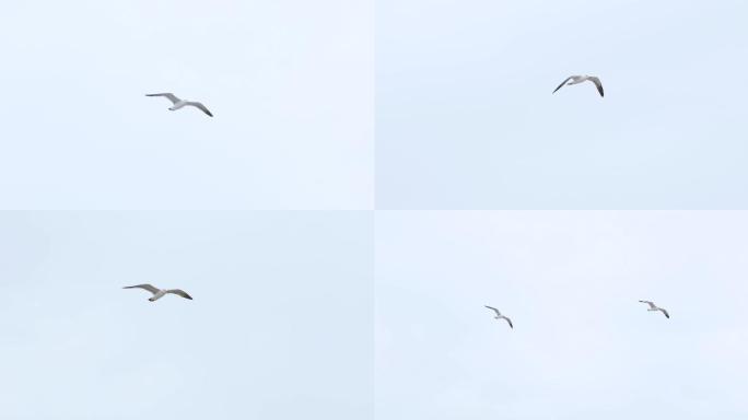 鸟-海鸥4k