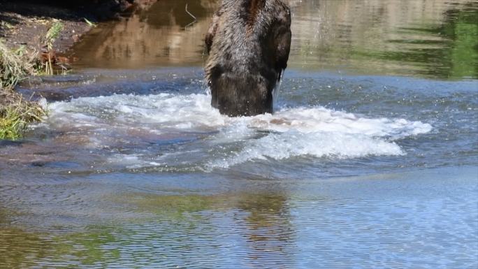 熊跳进水里玩耍