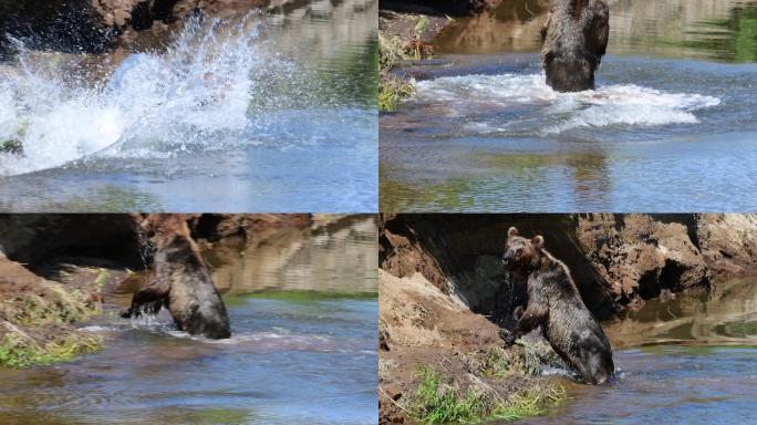 熊跳进水里玩耍