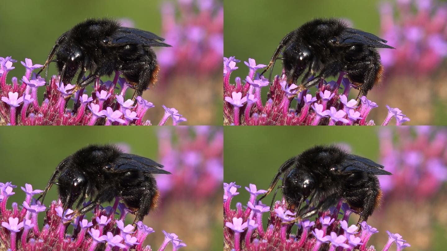 红尾大黄蜂在寻找花蜜
