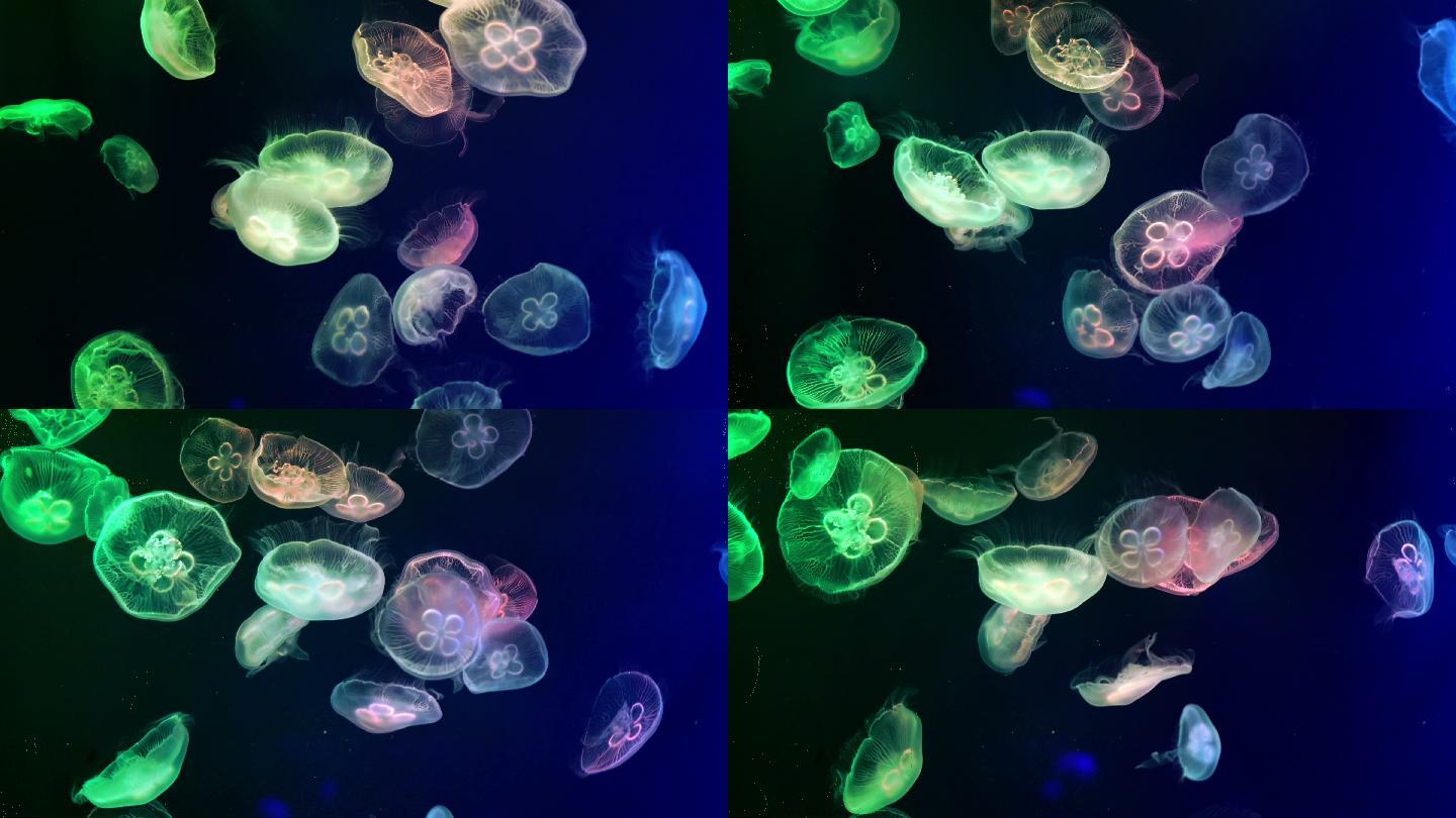 水下水母水底世界海洋好看漂亮