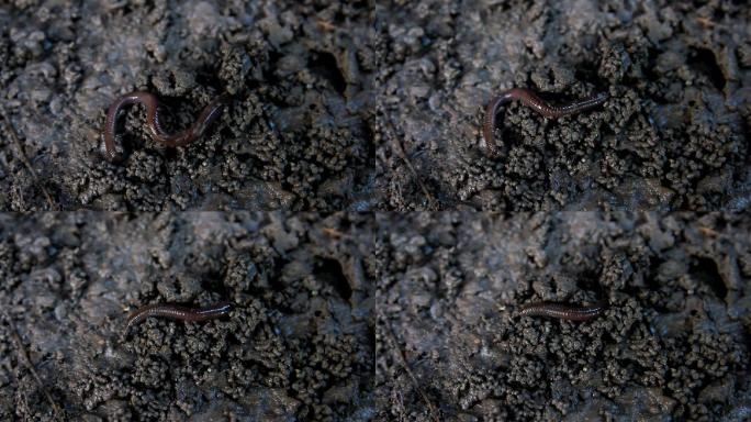 泥土上的蚯蚓动物世界蚯蚓大自然