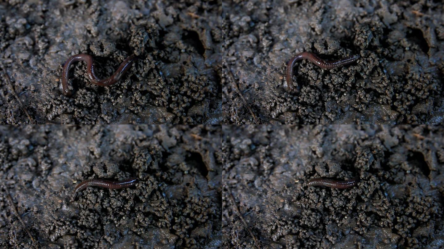 泥土上的蚯蚓动物世界蚯蚓大自然