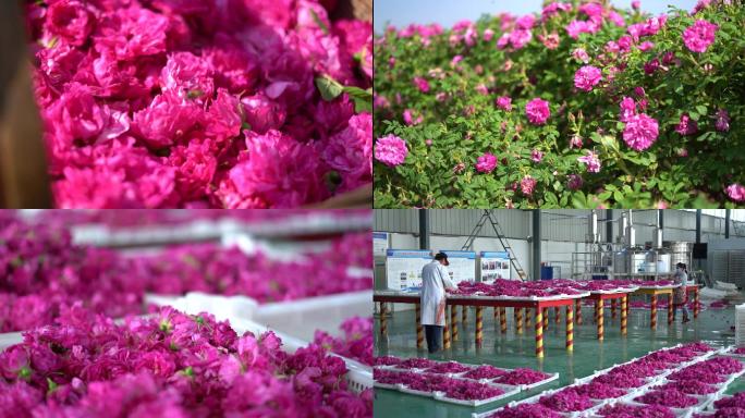 4K玫瑰园玫瑰花采摘加工厂新农业玫瑰制品