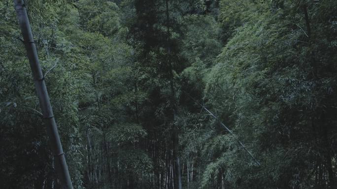绿色竹林夜景航拍空镜（A）4K灰度无调色