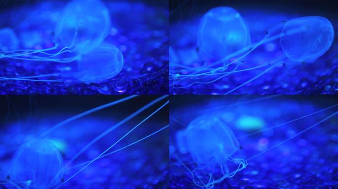 蓝盒水母水母（带通道）特效海洋生物