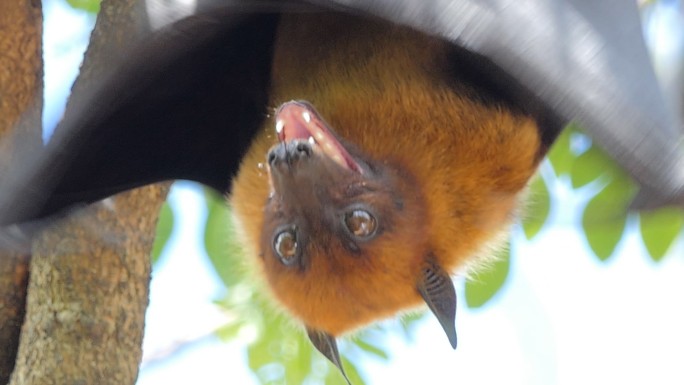 热带雨林中树上的蝙蝠