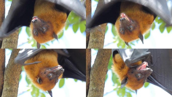 热带雨林中树上的蝙蝠