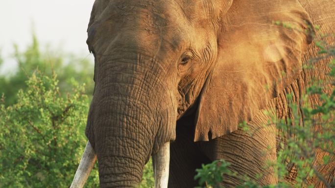 日出时长着象牙的大公象特写镜头。