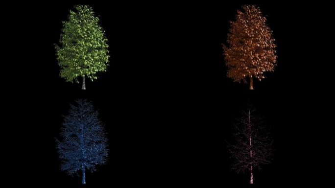 四色树生长动画植物素材-带通道