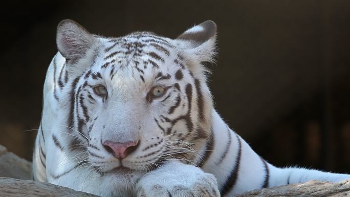 白虎野生动物世界老虎国家保护动物大自然
