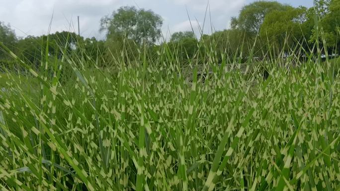 上海嘉定北郊野公园植物草茅草