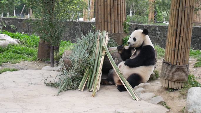四川成都大熊猫繁育基地熊猫吃竹子