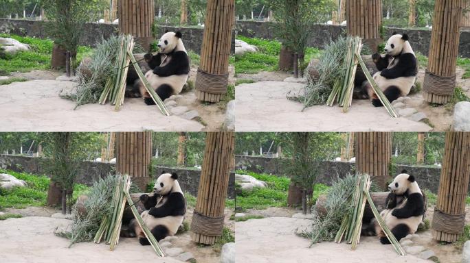 四川成都大熊猫繁育基地熊猫吃竹子