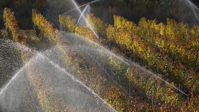 灌溉喷头正在浇灌有机梅洛葡萄园。