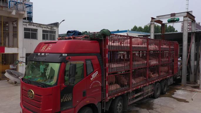 养殖场屠宰场生猪运输卸车4k