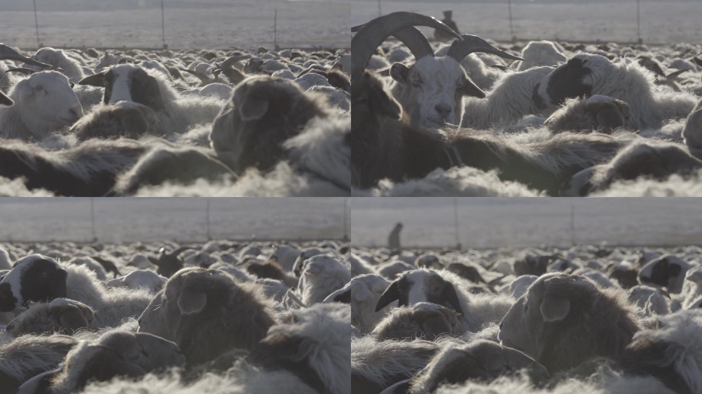 蒙古国羊群