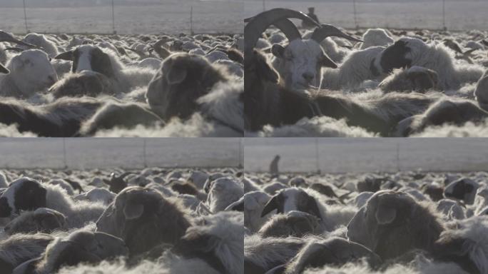 蒙古国羊群