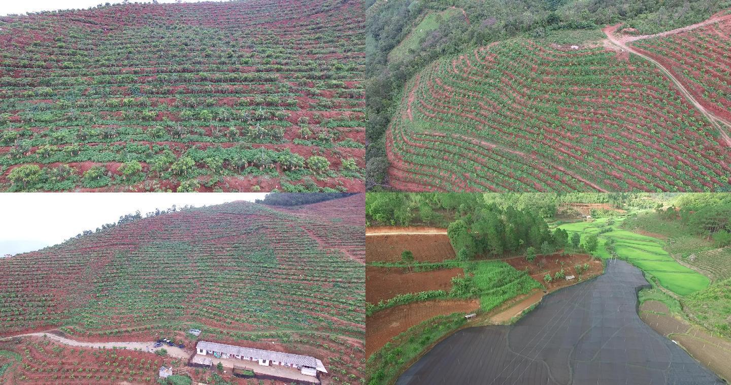 航拍4K农村芒果基地