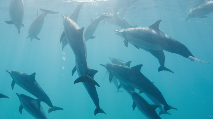 一群海豚在蓝色的海水里一起游泳