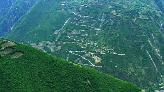 汶川高山地貌青脆李种植概况