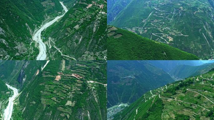 汶川高山地貌青脆李种植概况