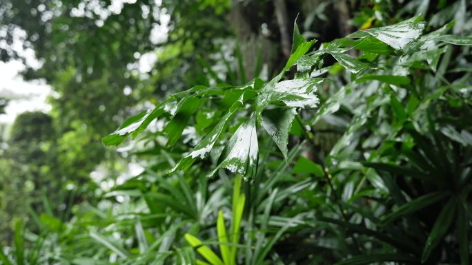 雨后的绿色植物