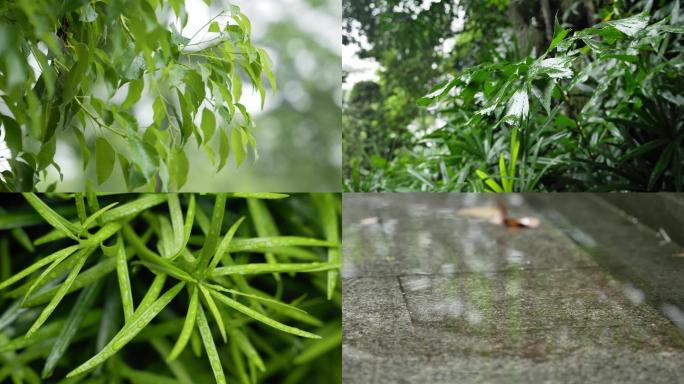 雨后的绿色植物