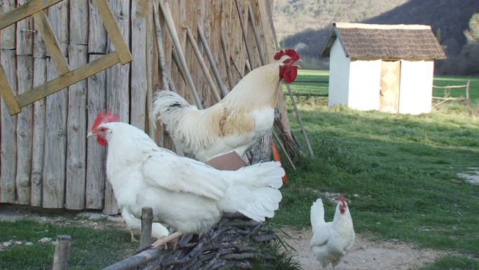 公鸡在篱笆上啼叫农场鸡鸣白色