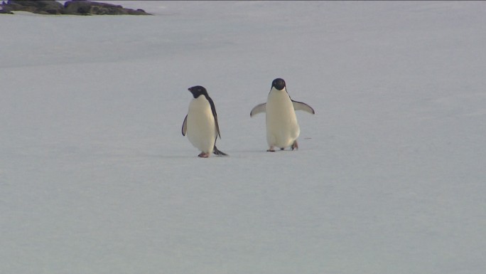 南极洲的企鹅可爱小企鹅企鹅雪地里走路大雪