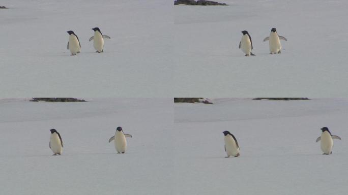 南极洲的企鹅可爱小企鹅企鹅雪地里走路大雪