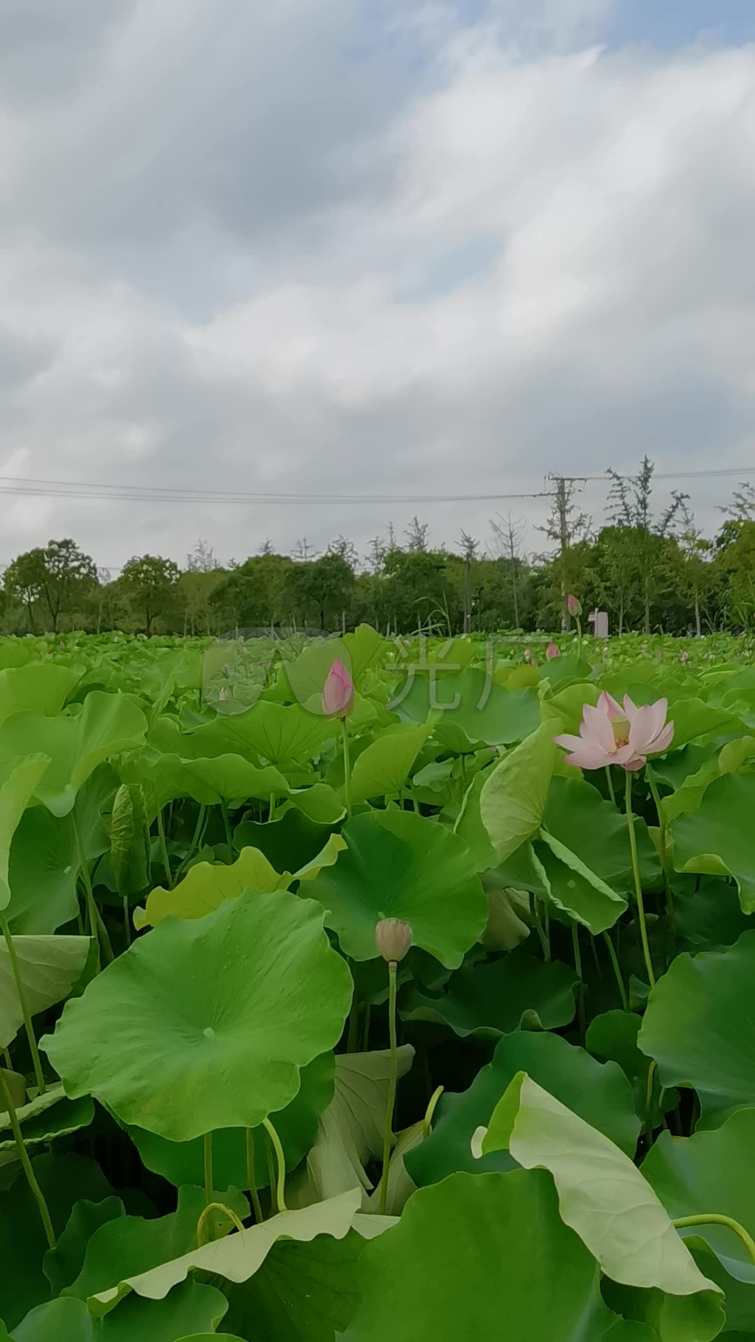 荷花万亩荷花荷叶莲花夏天池塘_1920x1080_高清视频素材下载(编号