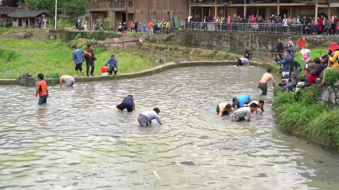 4K农村稻田抓鱼活动