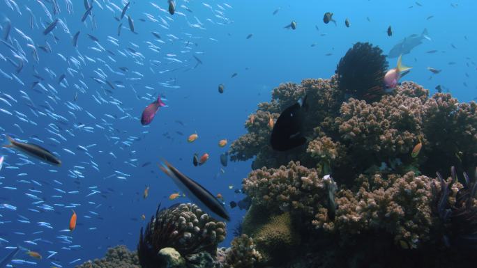 暗礁鱼在珊瑚礁周围游动。