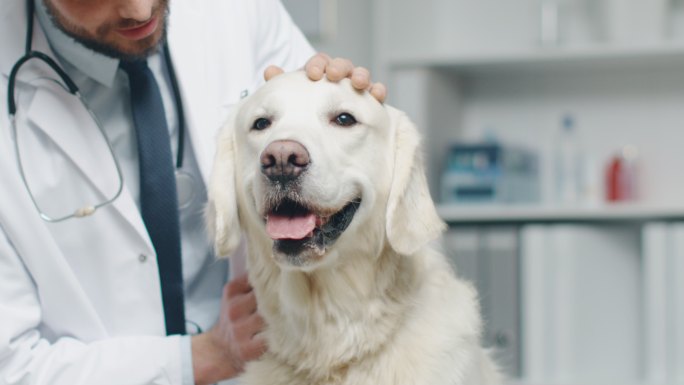 在兽医诊所。兽医检查狗并抚摸狗。