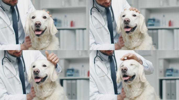 在兽医诊所。兽医检查狗并抚摸狗。