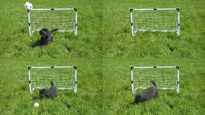 有趣的狗狗站在足球门接球